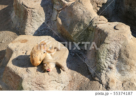 盛岡市動物公園、ニホンザル 盛岡市動物公園、ニホンザル 55374187