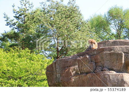 盛岡市動物公園、ニホンザル 55374189