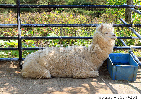 盛岡市動物公園、アルパカ 55374201