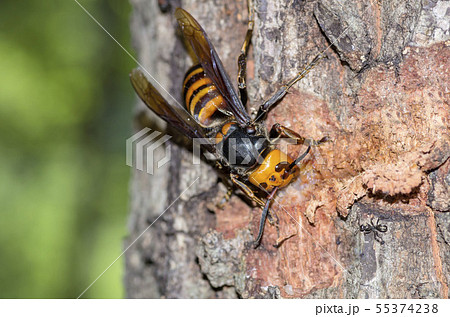 スズメバチ 55374238