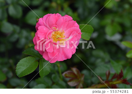 Magic Meidiland Rose 55374281