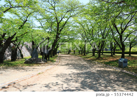盛岡城跡公園、腰曲輪の葉桜 55374442