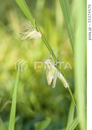 ツチイナゴ 55374570