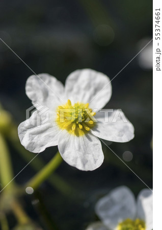 郡山市湖南町清水川の梅花藻 郡山市湖南町清水川の梅花藻 55374661