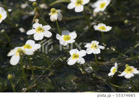 郡山市湖南町清水川の梅花藻 郡山市湖南町清水川の梅花藻 55374665