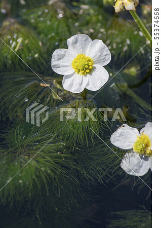 郡山市湖南町清水川の梅花藻 55374668