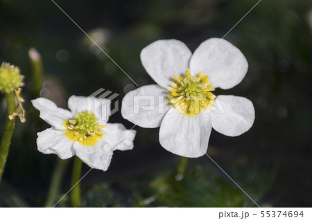 郡山市湖南町清水川の梅花藻 55374694