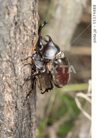 カブトムシ カブトムシ 55374988