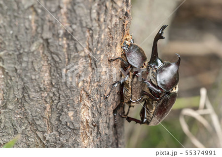 カブトムシ 55374991