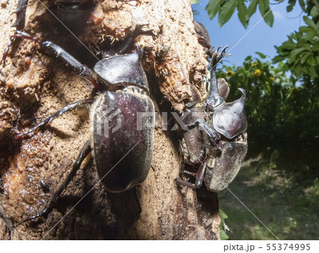 カブトムシ カブトムシ 55374995