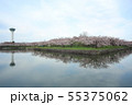 春の五稜郭公園(桜と五稜郭タワー) 春の五稜郭公園(桜と五稜郭タワー) 55375062