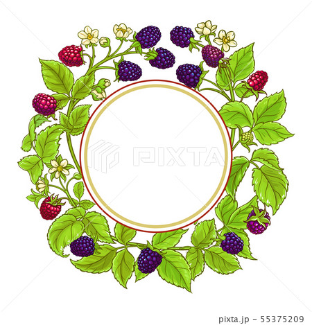 boysenberry vector frame boysenberry vector frame 55375209