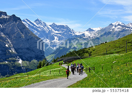お花畑の間を行く「クライネシャイデック~ヴェンゲルンアルプ」ハイキングコース お花畑の間を行く「クライネシャイデック~ヴェンゲルンアルプ」ハイキングコース 55375418