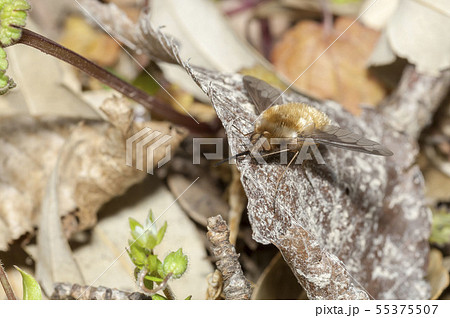 ビロードツリアブ 55375507