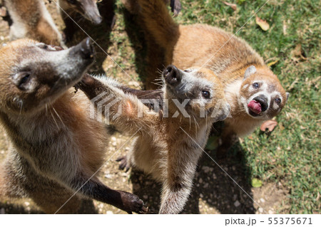 Portrait of group cute white nosed coatis, Nasua narica, begging for food, fighting and looking at a 55375671