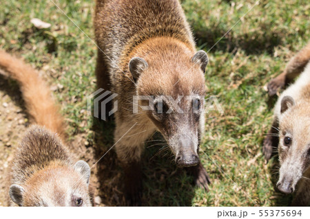 Portrait of cute white nosed coati, Nasua narica, begging for food, fighting and looking at a camera 55375694