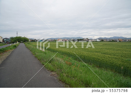 旧大社線の廃線跡から見る田園風景 旧大社線の廃線跡から見る田園風景 55375798