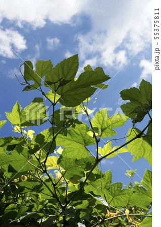 つるくさ つるくさ 55375811