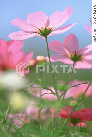 the Cosmos flower on a green back ground closeup the Cosmos flower on a green back ground closeup 55376236