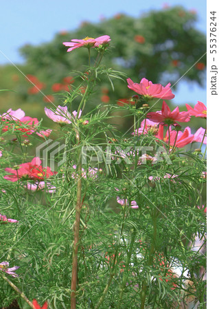 the Cosmos flower on a green back ground closeup the Cosmos flower on a green back ground closeup 55376244
