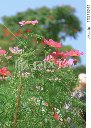 the Cosmos flower on a green back ground closeup the Cosmos flower on a green back ground closeup 55376245
