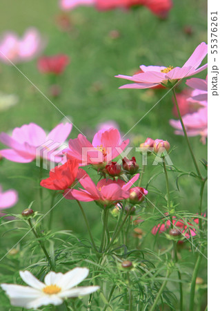the Cosmos flower on a green back ground closeup 55376261