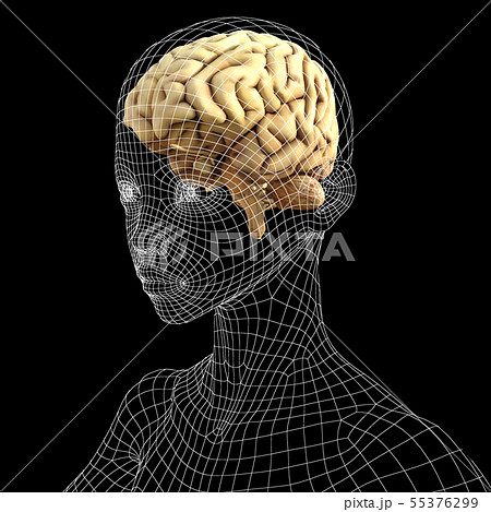 脳　イラストイメージ　perming3DCG イラスト素材 55376299