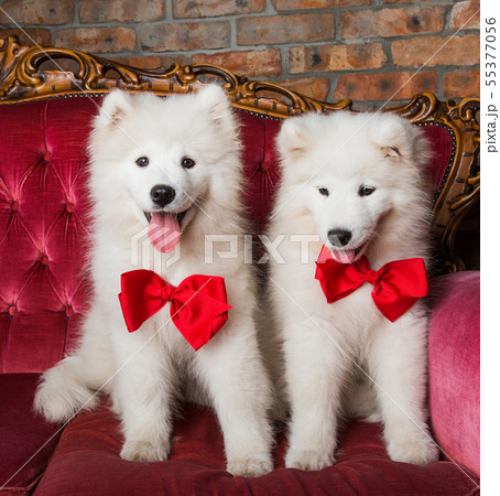 Funny white Samoyed dogs on the red luxury couch Funny white Samoyed dogs on the red luxury couch 55377056