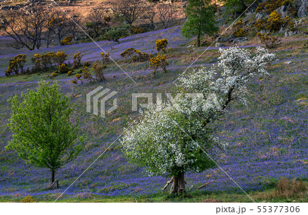 The Rannerdale Bluebells The Rannerdale Bluebells 55377306