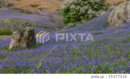 Early evening at Rannerdale Bluebells Early evening at Rannerdale Bluebells 55377310