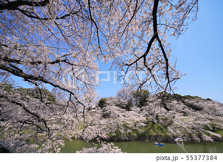 日本の東京都市景観 平成最後の千鳥ヶ淵の桜などを望む 日本の東京都市景観 平成最後の千鳥ヶ淵の桜などを望む 55377384