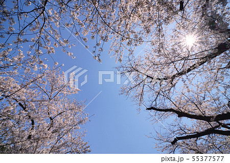 日本の東京都市景観 平成最後の千鳥ヶ淵の桜などを望む 日本の東京都市景観 平成最後の千鳥ヶ淵の桜などを望む 55377577
