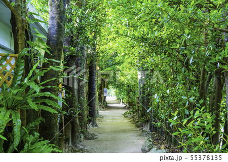 沖縄の人気観光スポット 備瀬のフクギ並木 沖縄の人気観光スポット 備瀬のフクギ並木 55378135