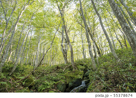 安比高原ブナ二次林　ブナの原生林　岩手観光スポット　グリーンシャワー 55378674