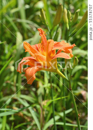 ヤブカンゾウ ヤブカンゾウ 55378707