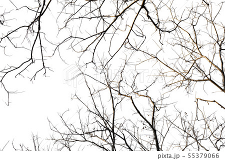 Old black isolated of a branch free Old black isolated of a branch free 55379066