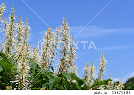 アエスクルス・パルビフローラ アエスクルス・パルビフローラ 55379388