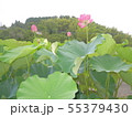 蓮の花 55379430