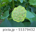 蓮の花 55379432