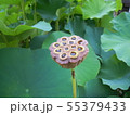 蓮の花 55379433