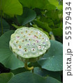 蓮の花 55379434