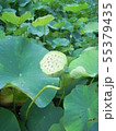 蓮の花 55379435