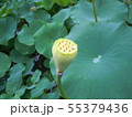 蓮の花 55379436