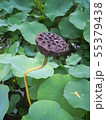 蓮の花 55379438