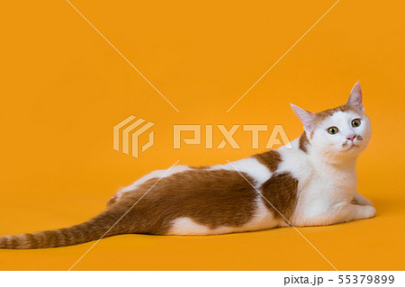 猫 動物 汚れ猫 55379899