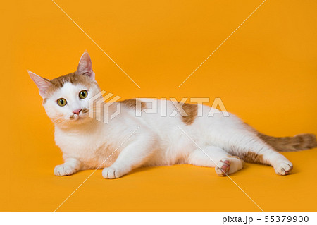 猫 動物 汚れ猫 55379900