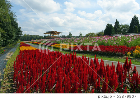 国営備北丘陵公園のコスモスとケイトウ 55379907