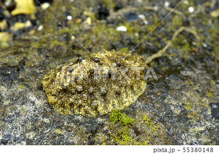 イソアワモチ イソアワモチ 55380148