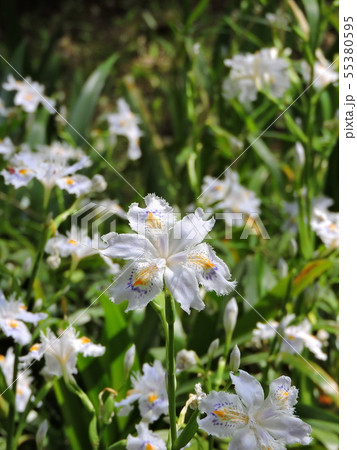 シャガ シャガ 55380595