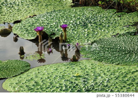 福島潟のオニバス 福島潟のオニバス 55380644